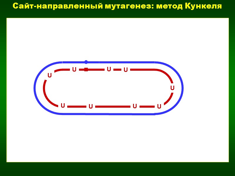 U U U U U U U U U Сайт-направленный мутагенез: метод Кункеля
